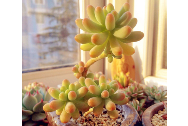 多肉里面最好養(yǎng)的是什么_多肉里最好看的品種_好看品種多肉里面有什么