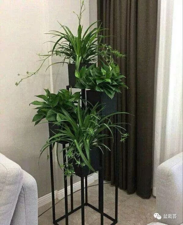 電視客廳背景墻綠植放什么好看_客廳電視背景墻放什么綠植_電視客廳背景墻綠植放哪里好