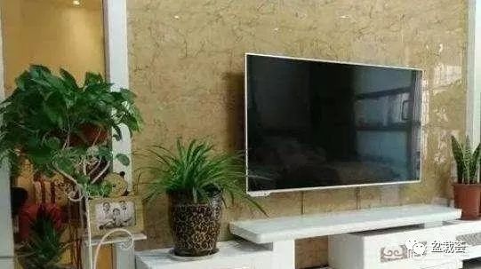 電視客廳背景墻綠植放哪里好_客廳電視背景墻放什么綠植_電視客廳背景墻綠植放什么好看