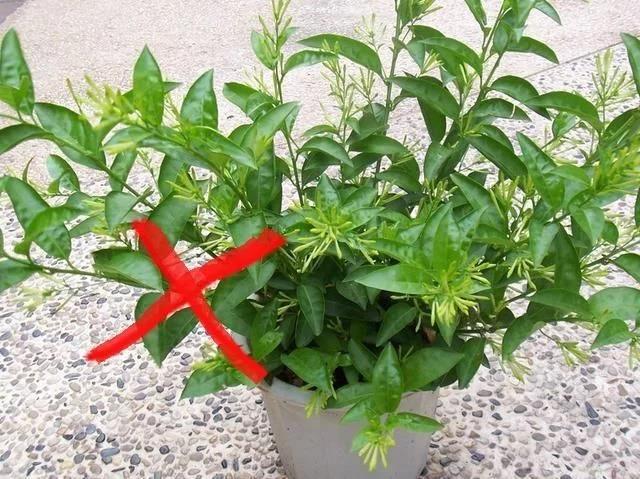 家養(yǎng)盆栽花卉_花卉盆栽家庭推薦圖_家庭盆栽花卉推薦