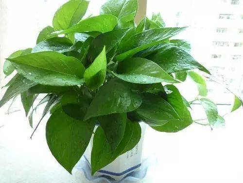 適合在辦公室桌面上養(yǎng)的盆栽綠植！凈化空氣又養(yǎng)眼~