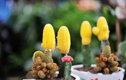 辦公室養(yǎng)綠植適合放什么花_適合在辦公室養(yǎng)的綠植_辦公室養(yǎng)綠植適合什么花