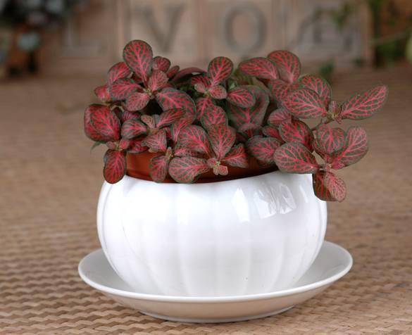 辦公室養(yǎng)綠植適合什么花_辦公室養(yǎng)綠植適合放什么花_適合在辦公室養(yǎng)的綠植