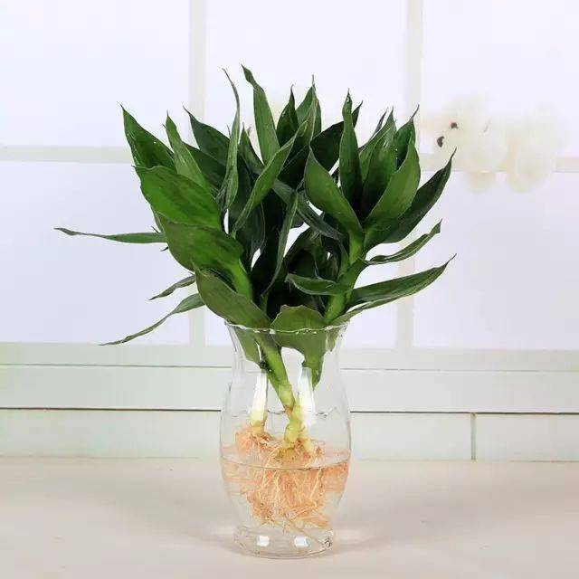 適合在辦公室養(yǎng)的綠植_辦公室養(yǎng)綠植適合放什么花_辦公室養(yǎng)綠植適合什么花