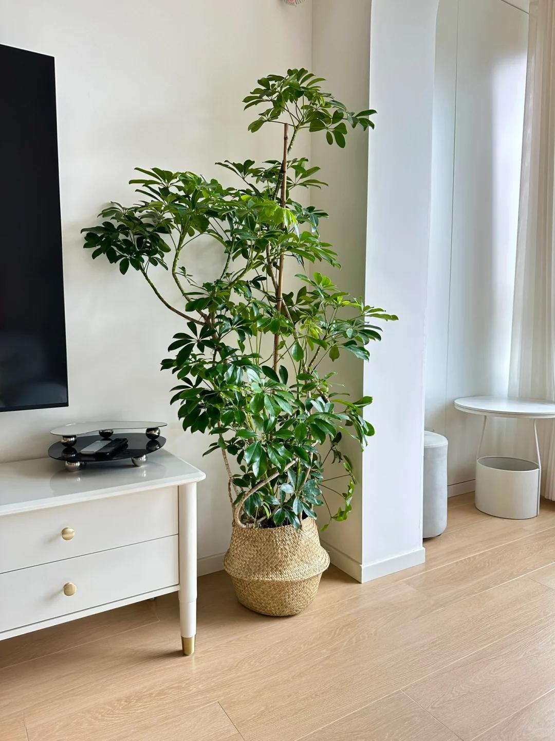 適合在客廳養(yǎng)的綠植有哪些_客廳養(yǎng)綠植適合有什么花_客廳養(yǎng)綠植適合有什么植物