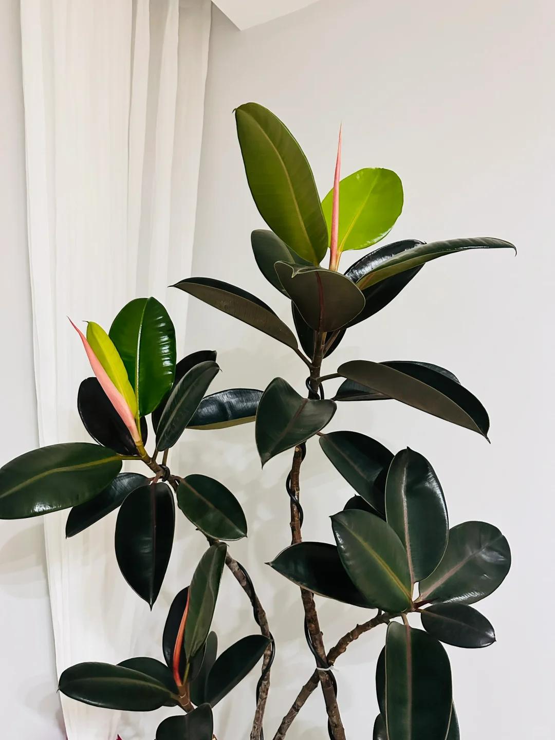 客廳養(yǎng)綠植適合有什么花_客廳養(yǎng)綠植適合有什么植物_適合在客廳養(yǎng)的綠植有哪些