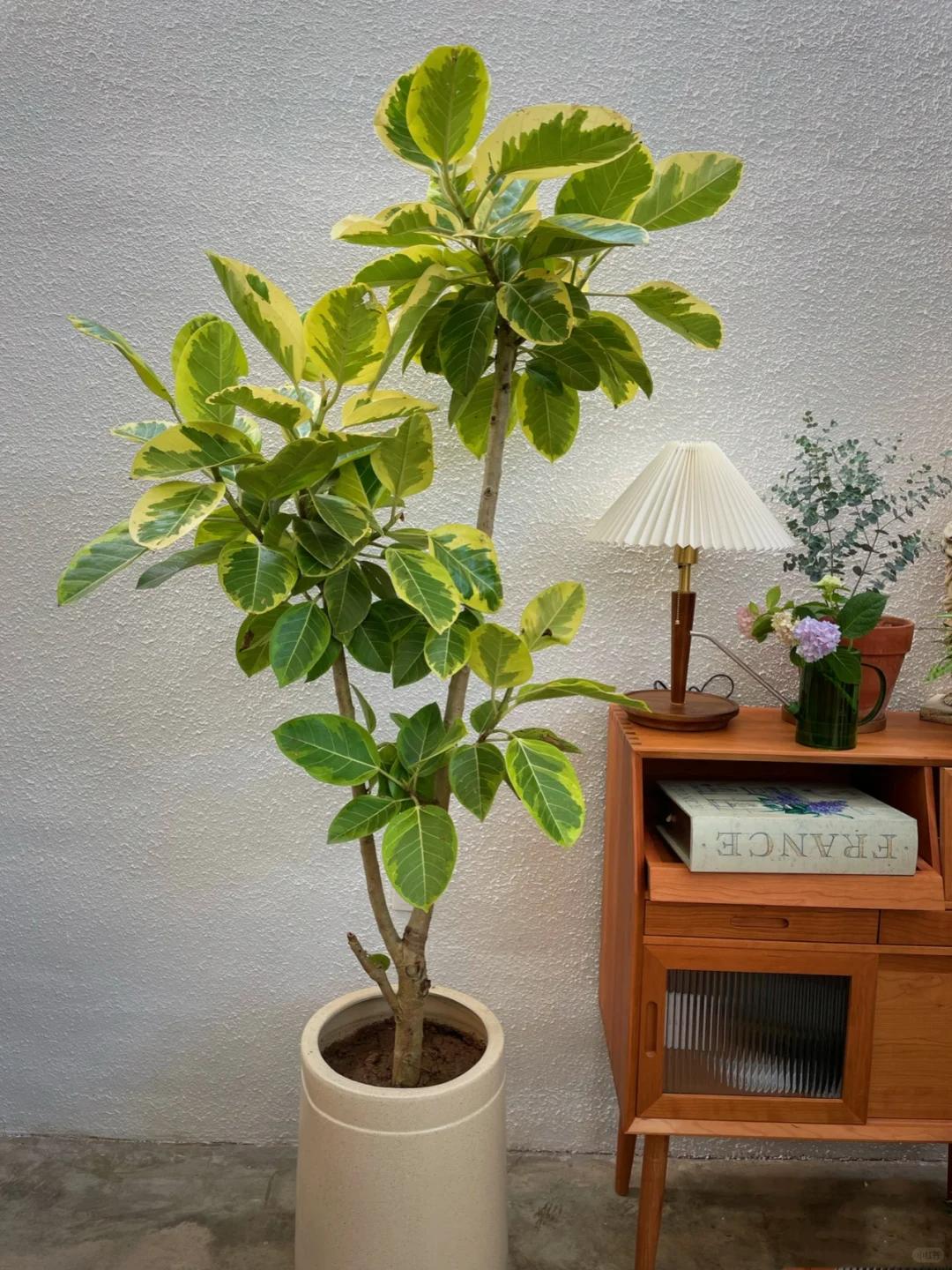 客廳養(yǎng)綠植適合有什么花_客廳養(yǎng)綠植適合有什么植物_適合在客廳養(yǎng)的綠植有哪些