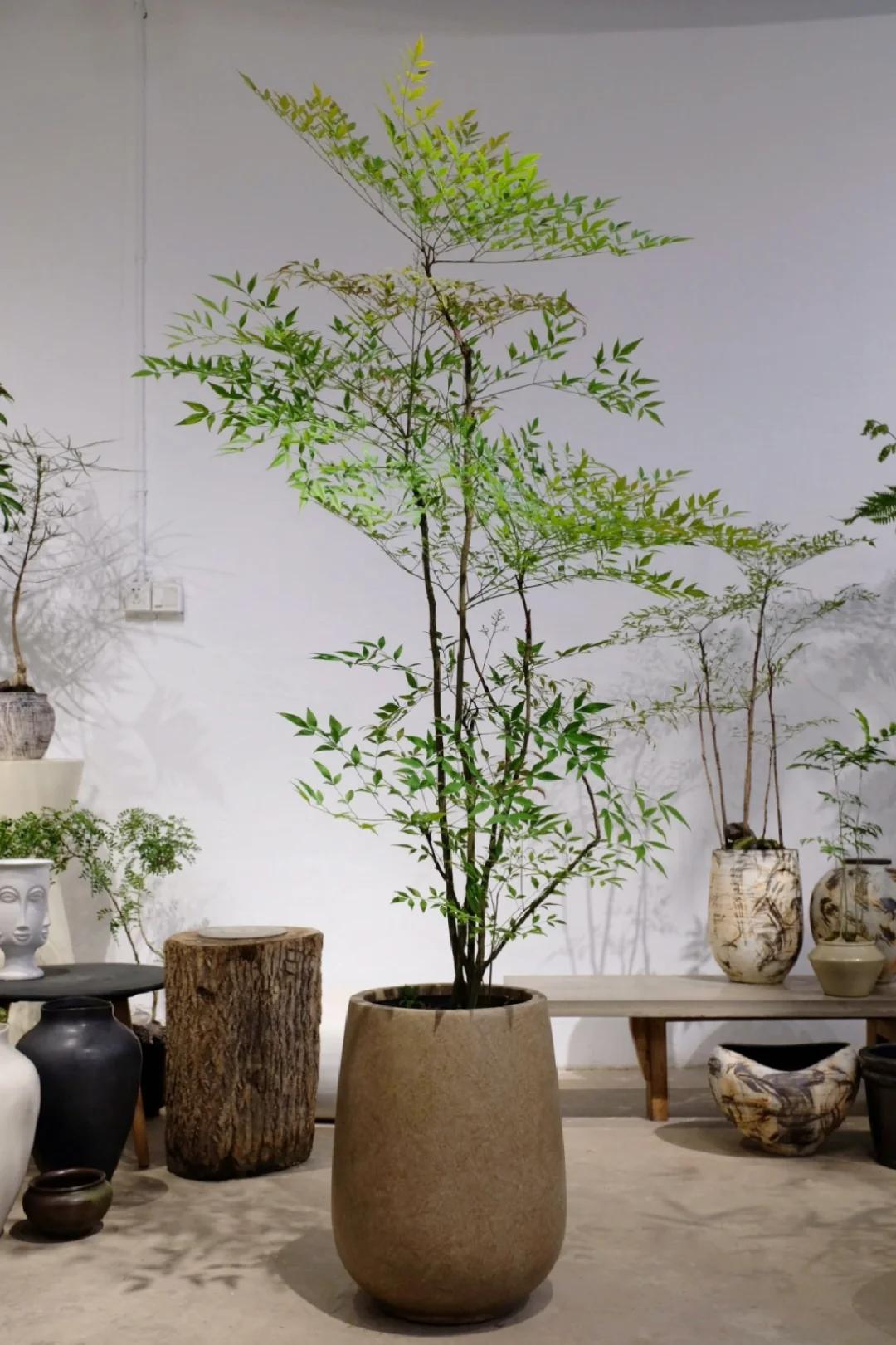 客廳養(yǎng)綠植適合有什么植物_適合在客廳養(yǎng)的綠植有哪些_客廳養(yǎng)綠植適合有什么花