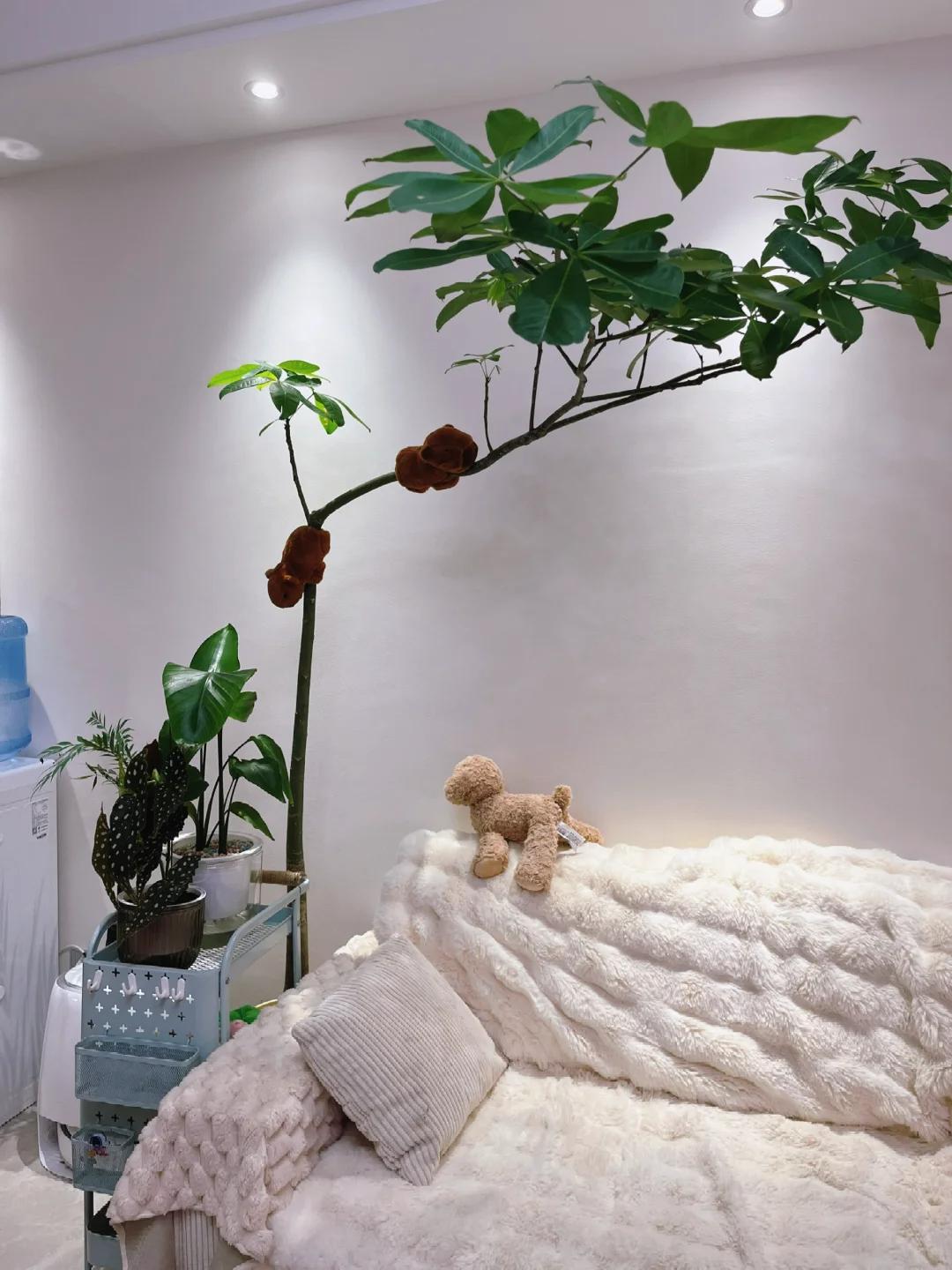 客廳養(yǎng)綠植適合有什么植物_客廳養(yǎng)綠植適合有什么花_適合在客廳養(yǎng)的綠植有哪些