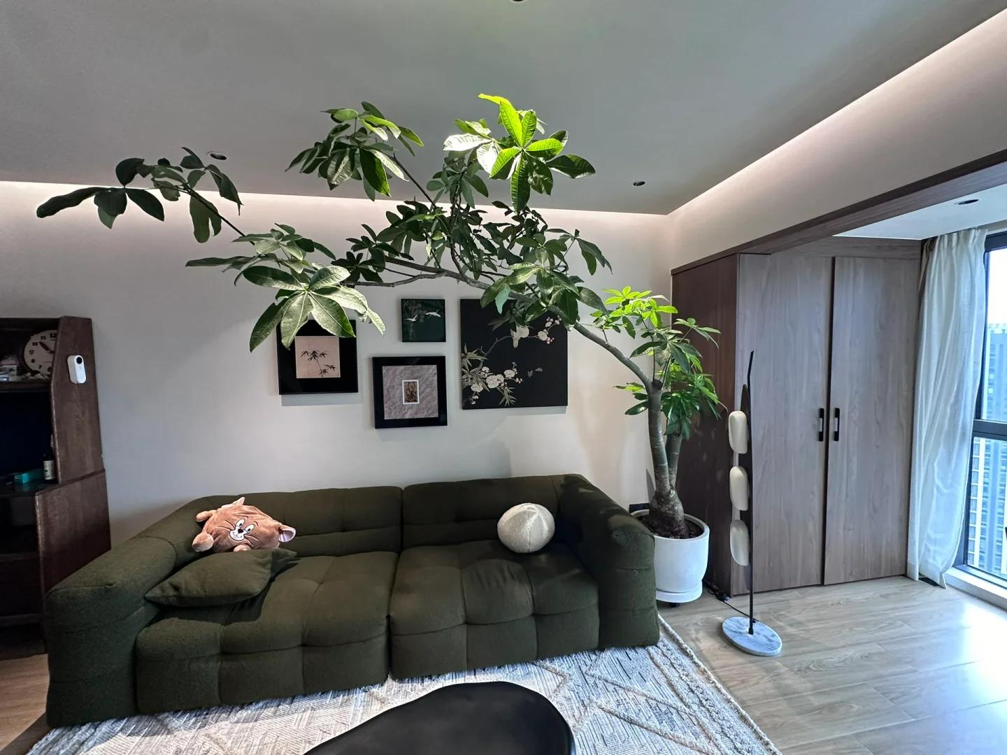 適合在客廳養(yǎng)的綠植有哪些_客廳養(yǎng)綠植適合有什么植物_客廳養(yǎng)綠植適合有什么花