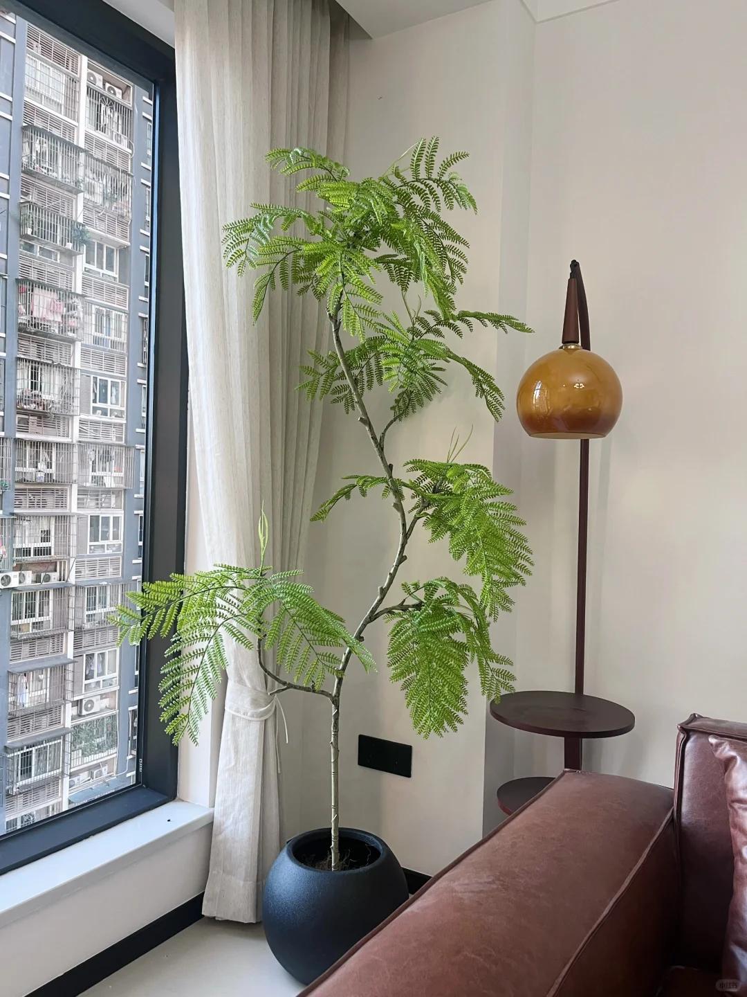 適合在客廳養(yǎng)的綠植有哪些_客廳養(yǎng)綠植適合有什么花_客廳養(yǎng)綠植適合有什么植物