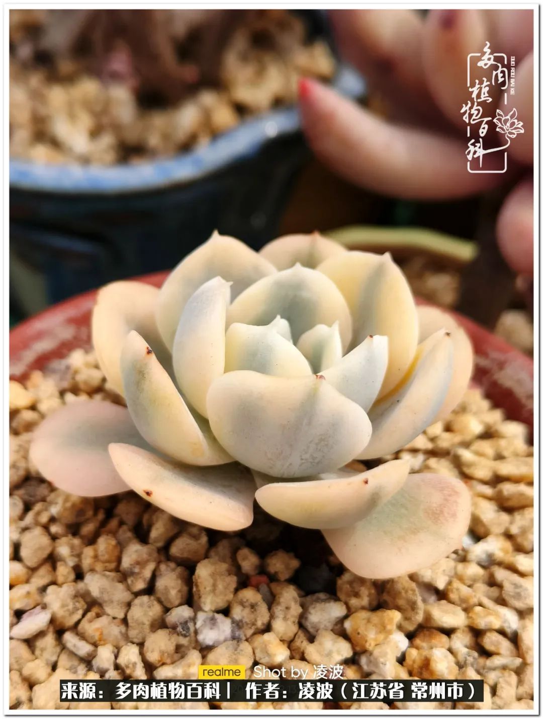 天鵝絨多肉好度夏嗎_多肉天鵝絨度夏難嗎_多肉天鵝絨好度夏嗎