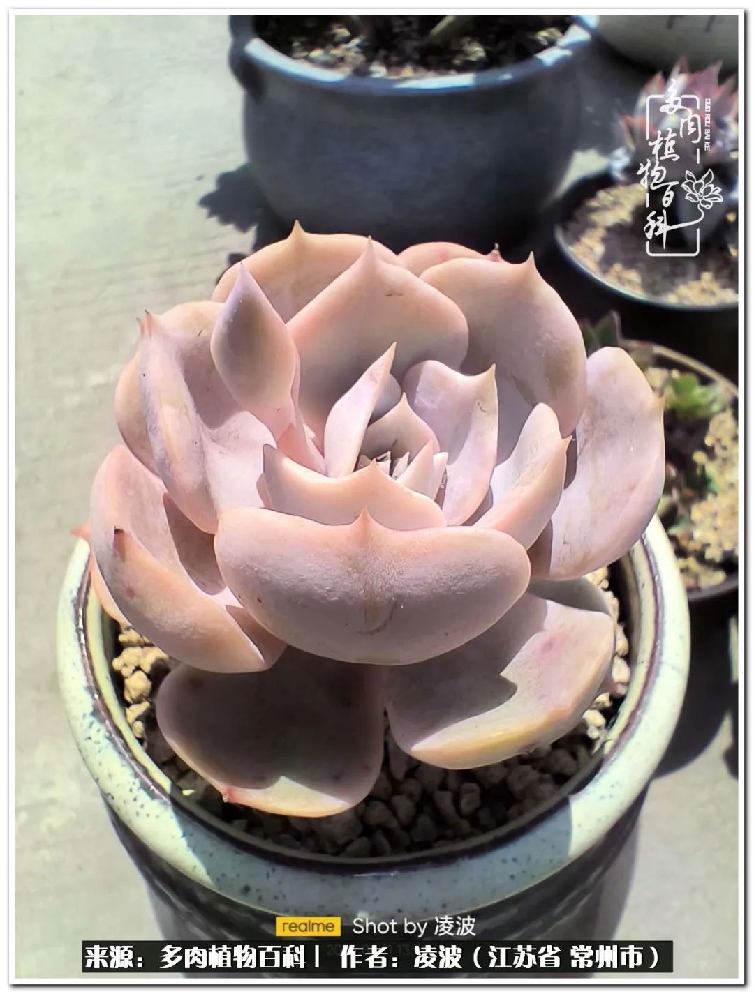 天鵝絨多肉好度夏嗎_多肉天鵝絨好度夏嗎_多肉天鵝絨度夏難嗎