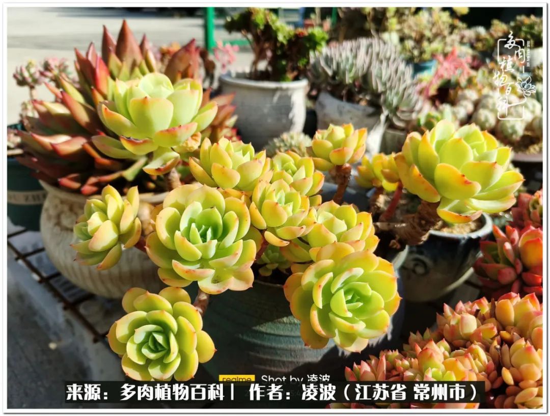 天鵝絨多肉好度夏嗎_多肉天鵝絨度夏難嗎_多肉天鵝絨好度夏嗎