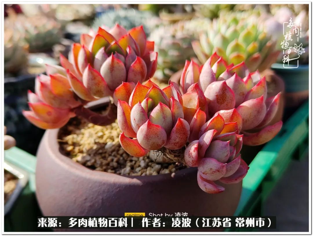 多肉天鵝絨好度夏嗎_天鵝絨多肉好度夏嗎_多肉天鵝絨度夏難嗎