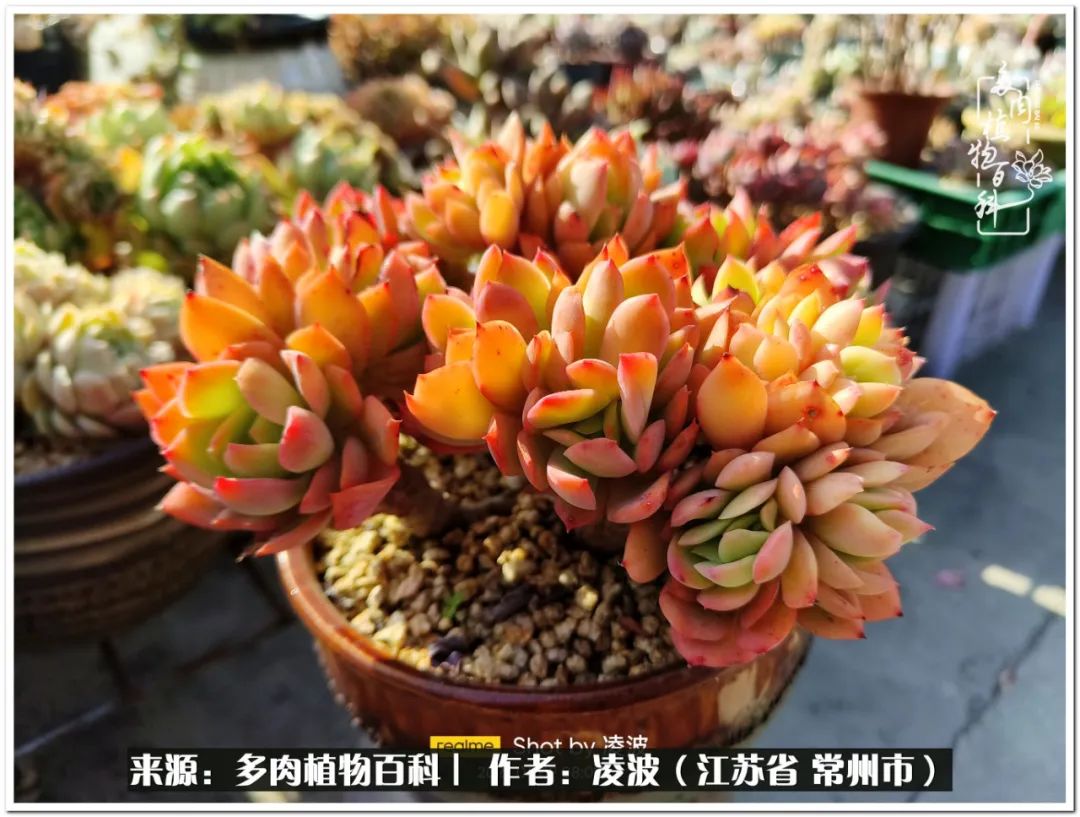 多肉天鵝絨度夏難嗎_天鵝絨多肉好度夏嗎_多肉天鵝絨好度夏嗎