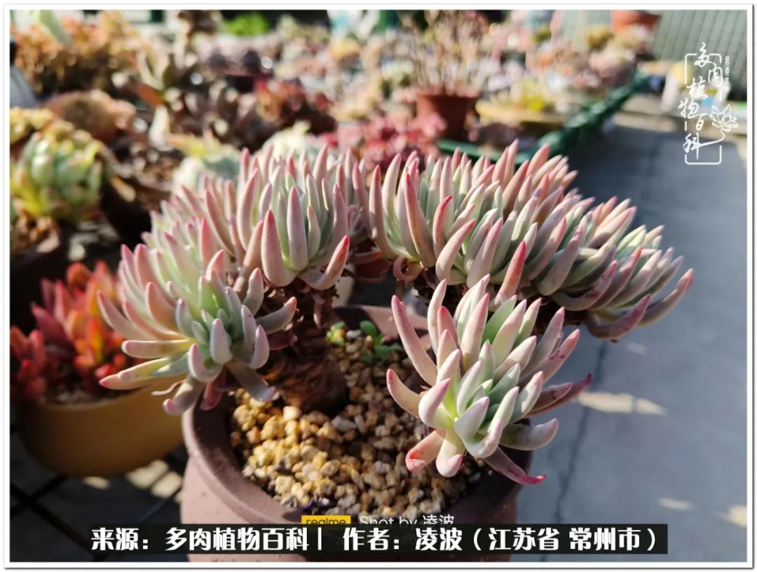 多肉天鵝絨好度夏嗎_天鵝絨多肉好度夏嗎_多肉天鵝絨度夏難嗎