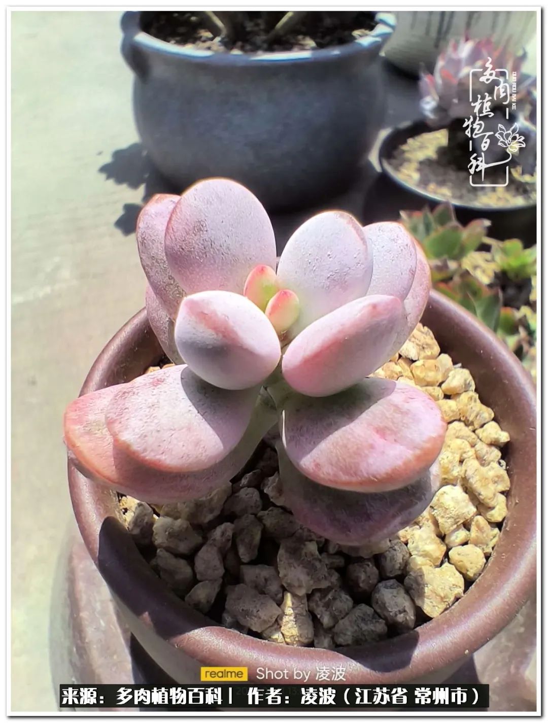 多肉天鵝絨好度夏嗎_多肉天鵝絨度夏難嗎_天鵝絨多肉好度夏嗎