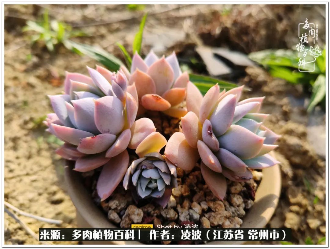 天鵝絨多肉好度夏嗎_多肉天鵝絨度夏難嗎_多肉天鵝絨好度夏嗎