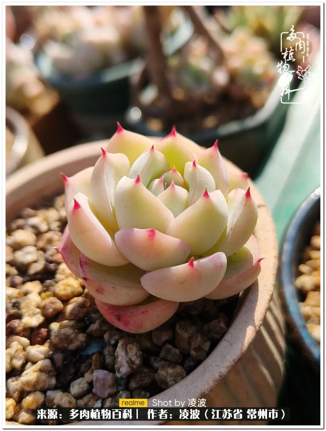 多肉天鵝絨度夏難嗎_多肉天鵝絨好度夏嗎_天鵝絨多肉好度夏嗎