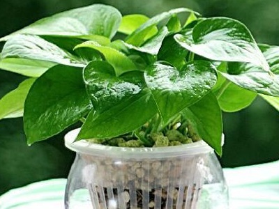 養(yǎng)植物家里會有螞蟻怎么辦_養(yǎng)植物家里有小飛蟲_家里養(yǎng)什么植物最好