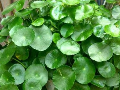 養(yǎng)植物家里會有螞蟻怎么辦_家里養(yǎng)什么植物最好_養(yǎng)植物家里有小飛蟲