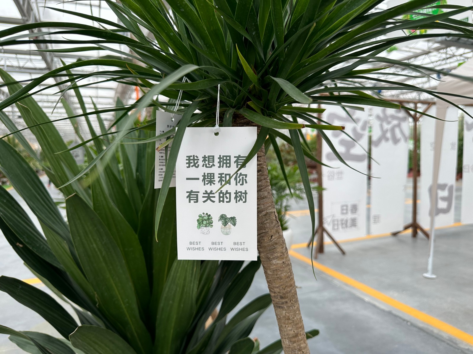 洛陽(yáng)市花卉市場(chǎng)營(yíng)業(yè)時(shí)間_洛陽(yáng)花卉市場(chǎng)_洛陽(yáng)花卉市場(chǎng)電話號(hào)碼