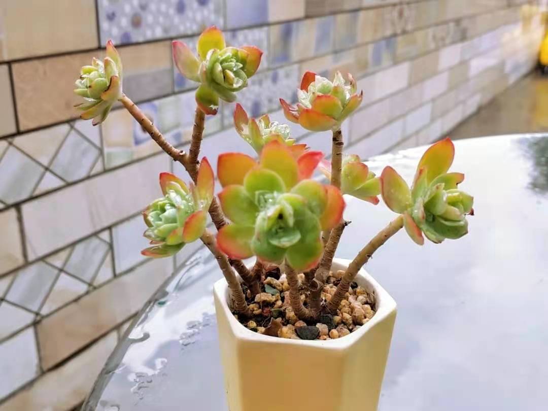 35塊入手的薄化妝多肉，養(yǎng)了7個月，如今蛻變得越來越美了