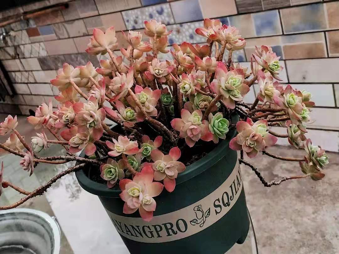 薄化妝多肉用什么盆_薄化妝多肉葉子發(fā)黃是什么情況_圓葉薄化妝多肉好養(yǎng)嗎