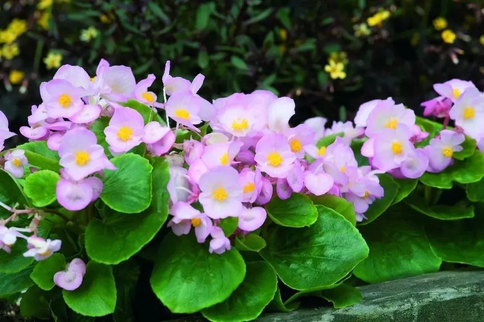 半陰花卉有哪些_陰養(yǎng)花卉_陰的花卉