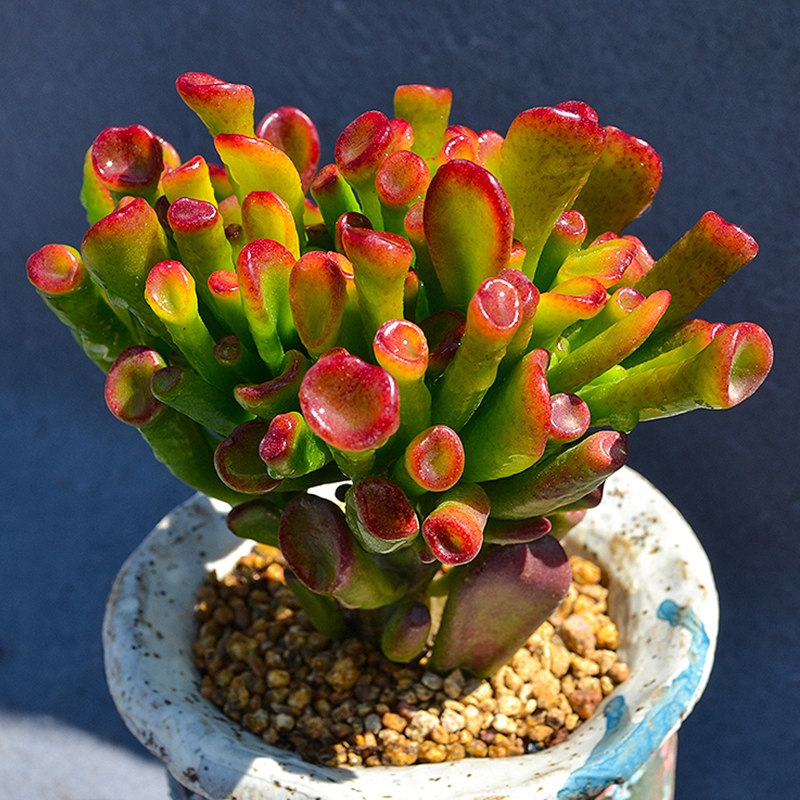 5種大氣又吉祥的盆栽年花，好看又好養(yǎng)，關(guān)鍵是寓意深遠(yuǎn)