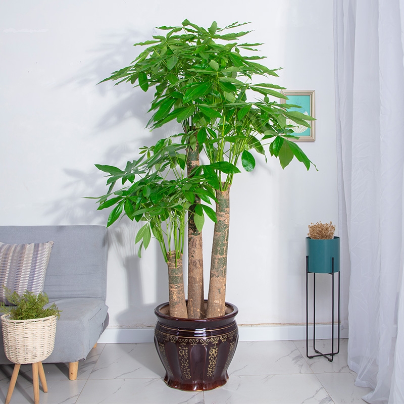 大盆植物客廳_客廳好養(yǎng)的大盆植物_盆栽客廳擺放