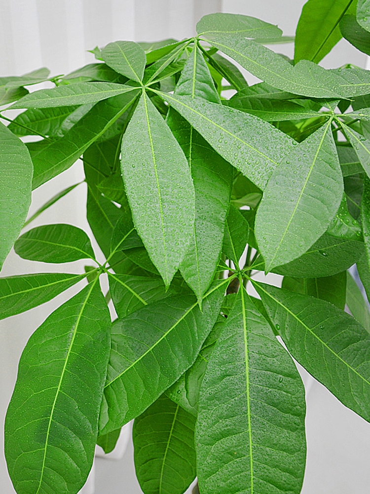 盆栽客廳擺放_(tái)客廳好養(yǎng)的大盆植物_大盆植物客廳