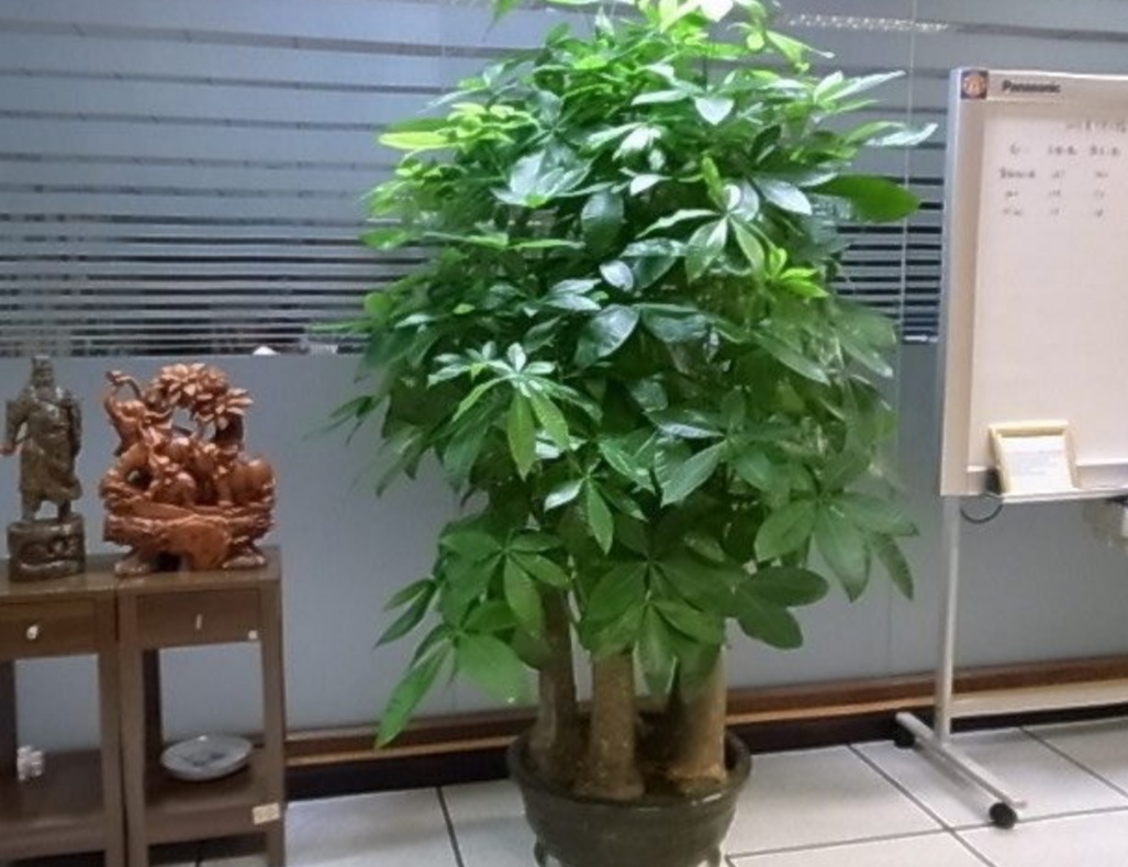 盆栽客廳擺放_(tái)客廳好養(yǎng)的大盆植物_大盆植物客廳