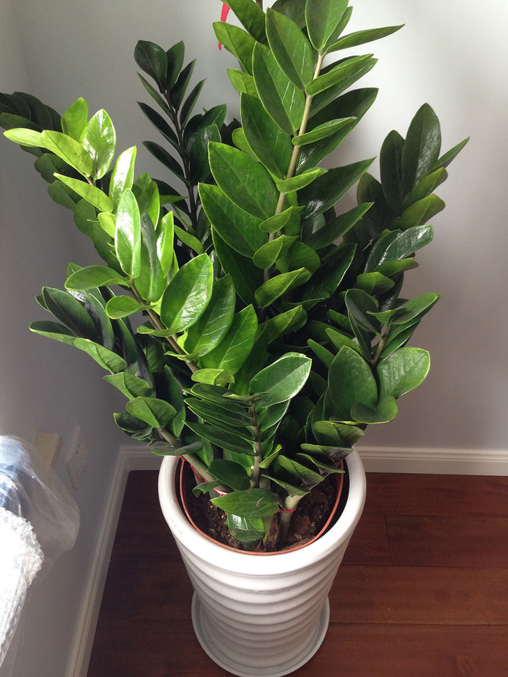 客廳好養(yǎng)的大盆植物_大盆植物客廳_盆栽客廳擺放