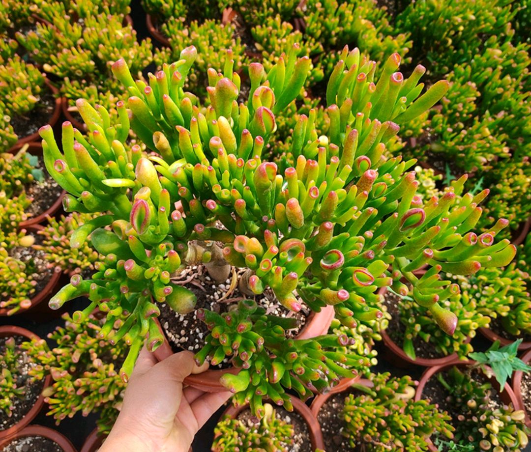 大盆植物客廳_客廳好養(yǎng)的大盆植物_盆栽客廳擺放