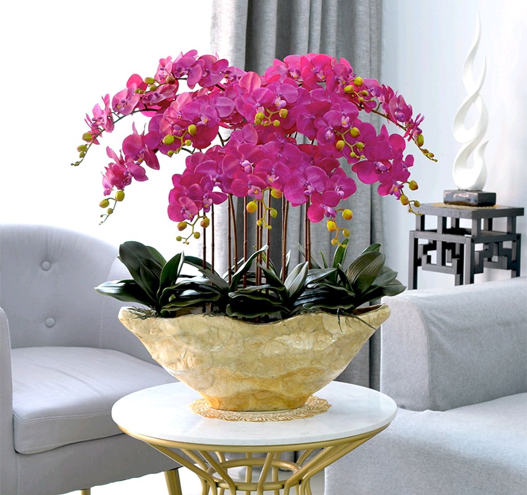 盆栽客廳擺放_(tái)大盆植物客廳_客廳好養(yǎng)的大盆植物