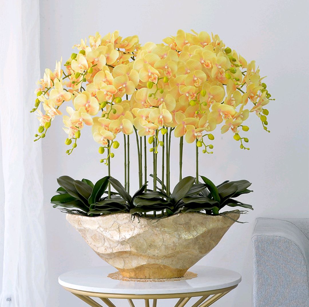 客廳好養(yǎng)的大盆植物_盆栽客廳擺放_(tái)大盆植物客廳