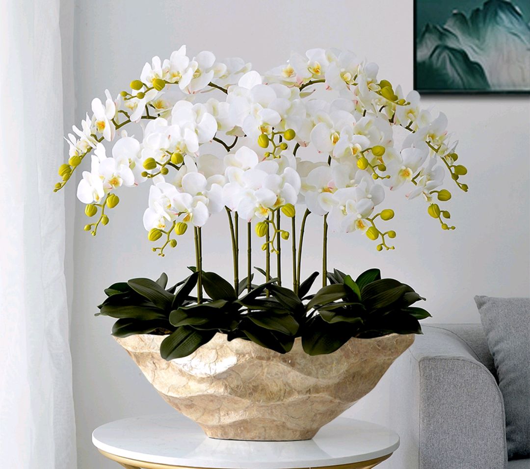 大盆植物客廳_盆栽客廳擺放_(tái)客廳好養(yǎng)的大盆植物