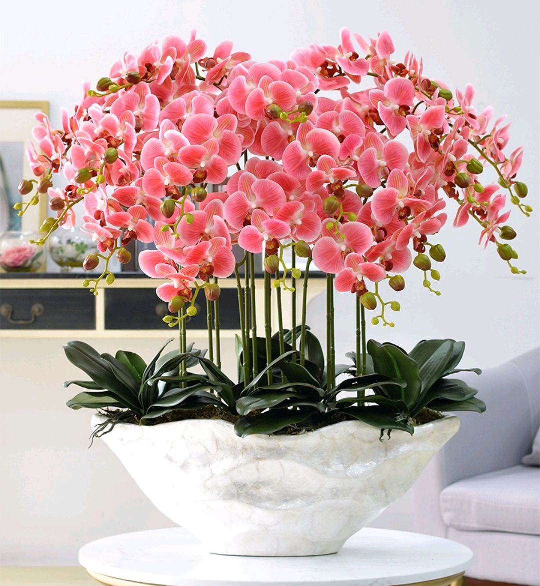 大盆植物客廳_盆栽客廳擺放_(tái)客廳好養(yǎng)的大盆植物