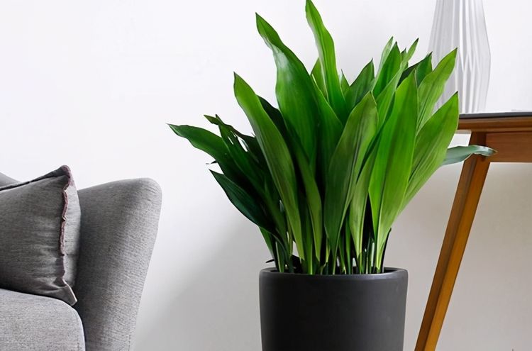 什么花耐陰適合室內(nèi)養(yǎng)_室內(nèi)養(yǎng)適合花耐陰的花卉_室內(nèi)耐陰盆栽花卉