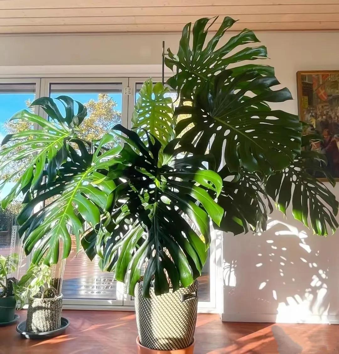 客廳裝飾植物_客廳綠植如何擺放_(tái)客廳裝飾綠植