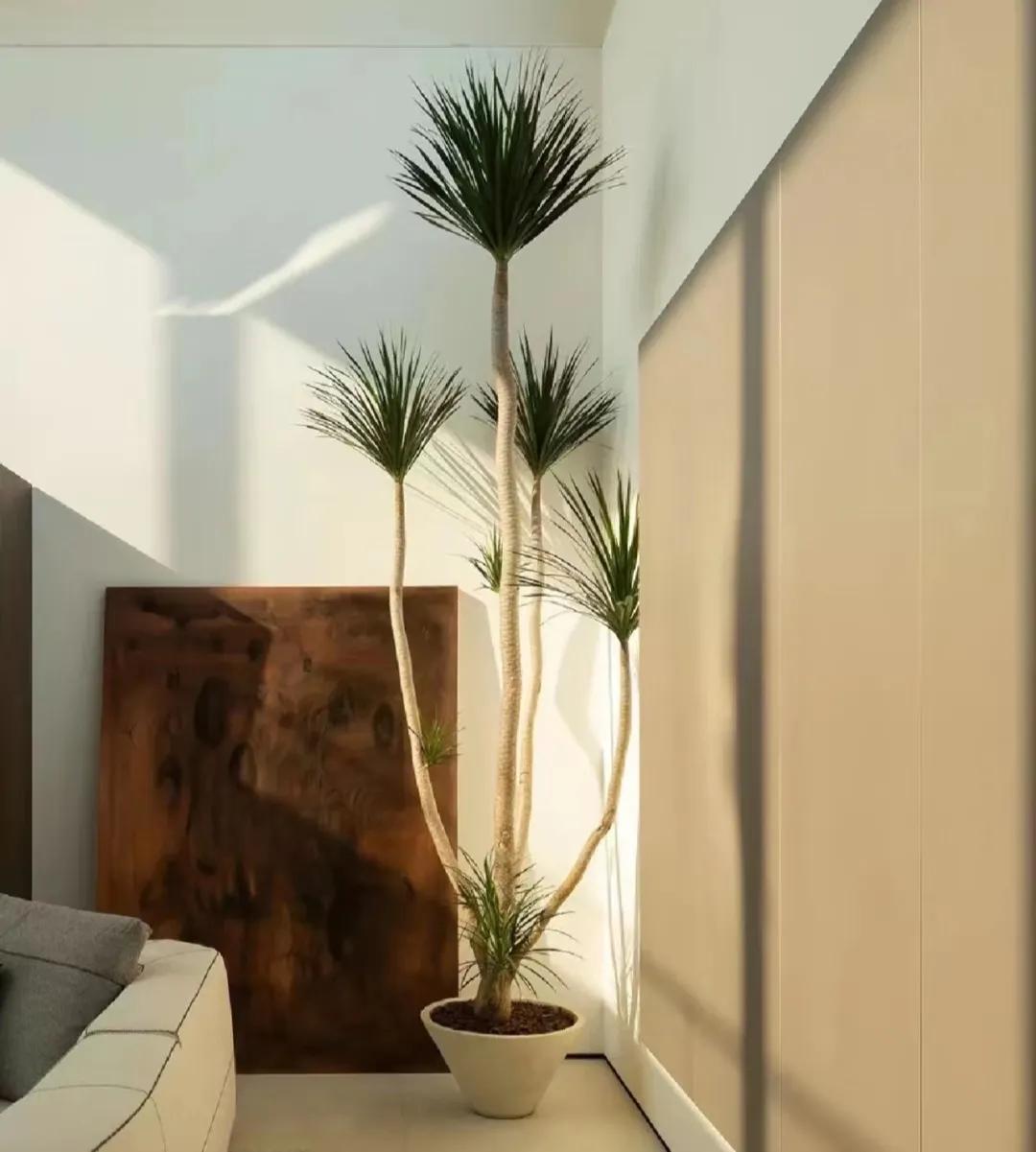 客廳裝飾植物_客廳裝飾綠植_客廳綠植如何擺放