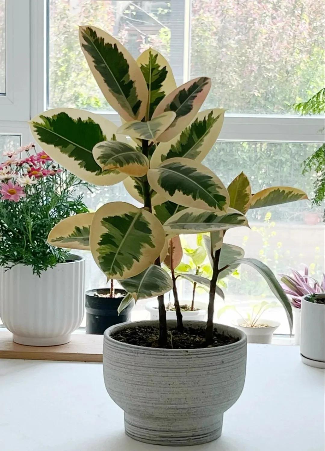 客廳裝飾綠植_客廳裝飾植物_客廳綠植如何擺放