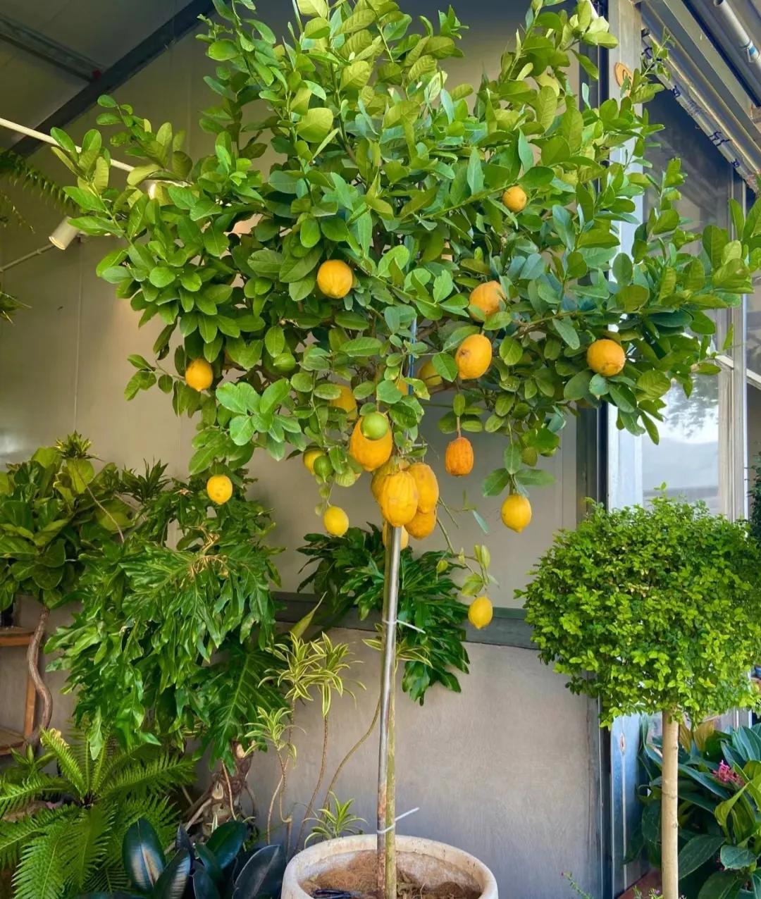 客廳裝飾植物_客廳裝飾綠植_客廳綠植如何擺放