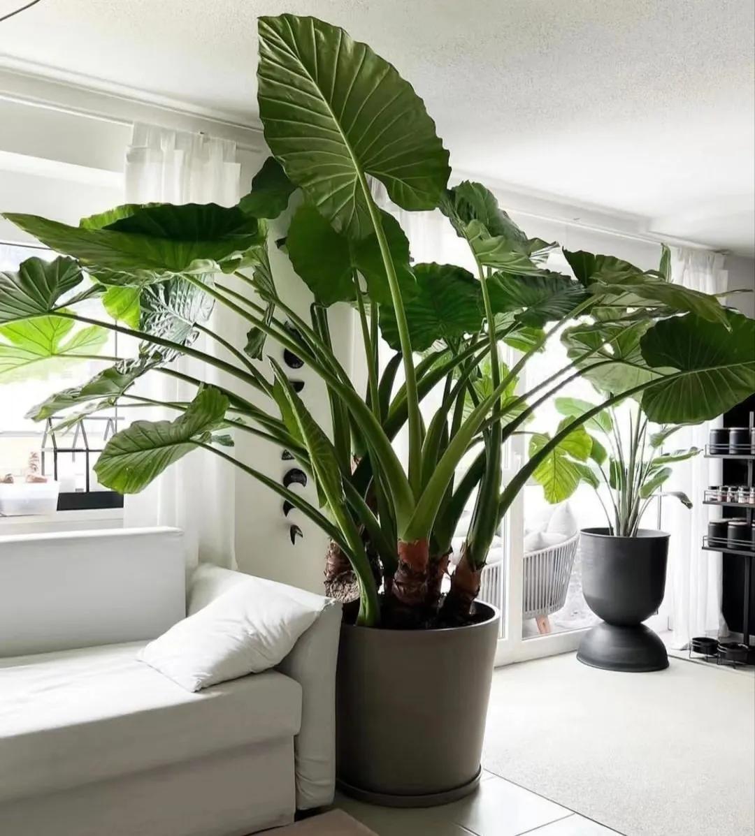 客廳裝飾植物_客廳綠植如何擺放_(tái)客廳裝飾綠植