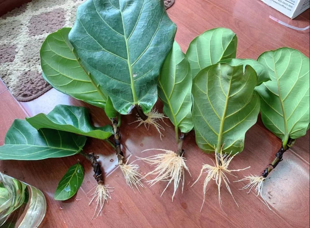 客廳裝飾綠植_客廳裝飾植物_客廳綠植如何擺放