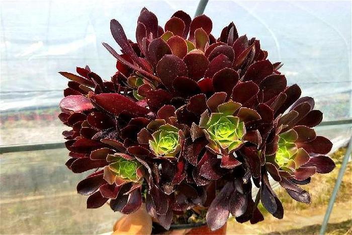 紫羊絨多肉的養(yǎng)殖方法_紫羊絨多肉的繁殖方法_養(yǎng)殖紫多肉羊絨方法圖解