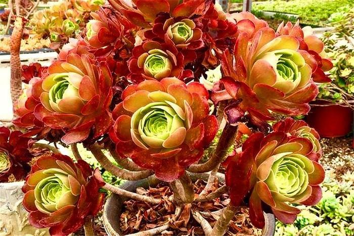 紫羊絨多肉的養(yǎng)殖方法_養(yǎng)殖紫多肉羊絨方法圖解_紫羊絨多肉的繁殖方法