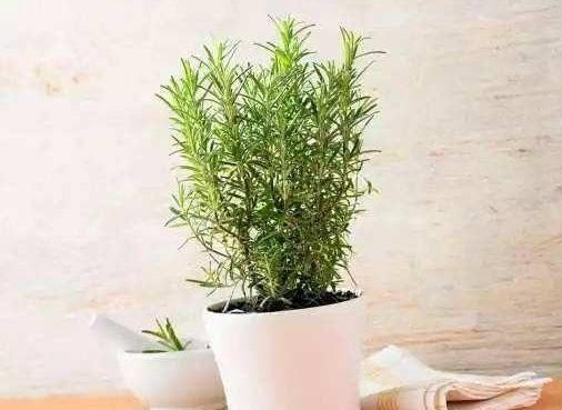 <strong>什么樣的花草好看又好養(yǎng)？滿足3個(gè)條件，沒經(jīng)驗(yàn)也能養(yǎng)好花</strong>